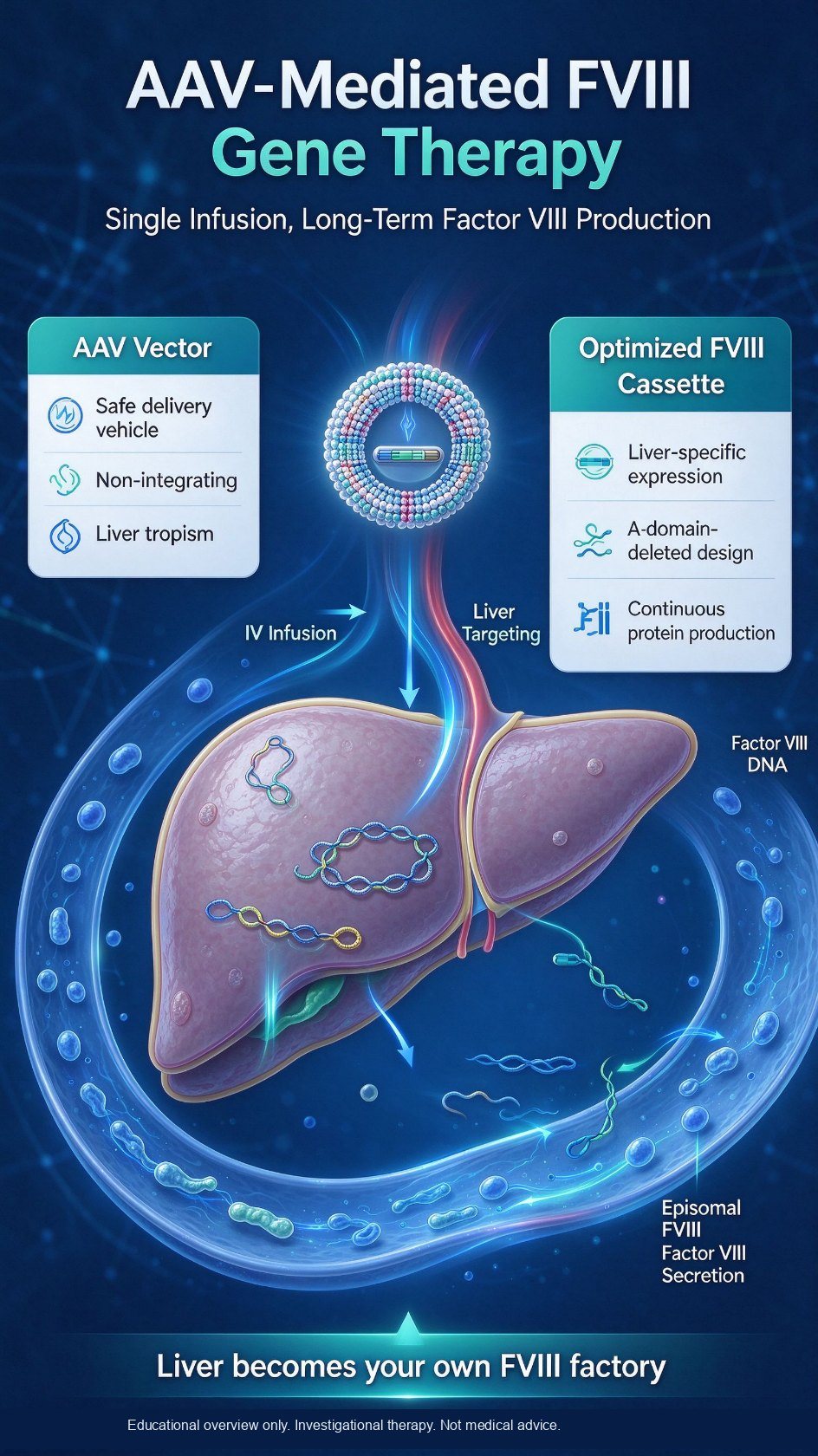 AAV carries an optimized FVIII gene into liver cells, where it stays as episomal DNA and produces factor VIII. The original F8 gene is not repaired