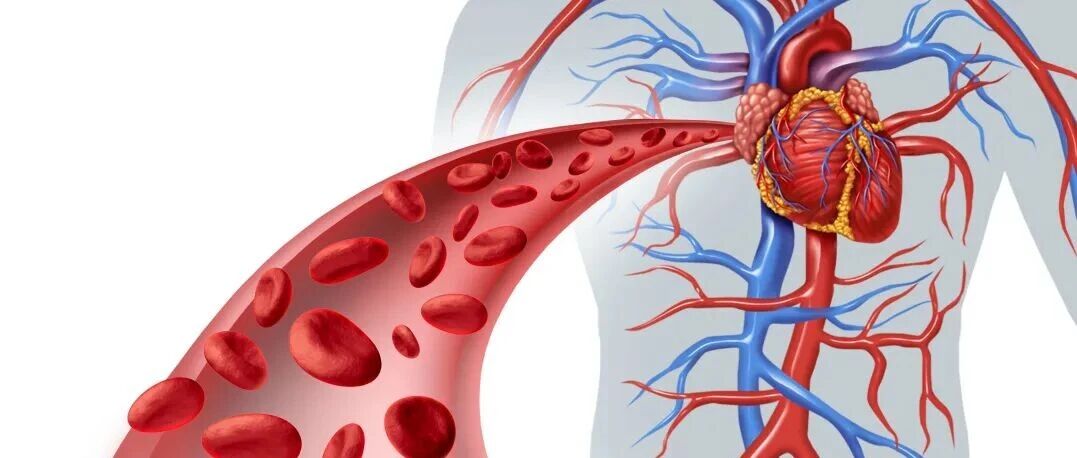 Heart and bloodstream illustration