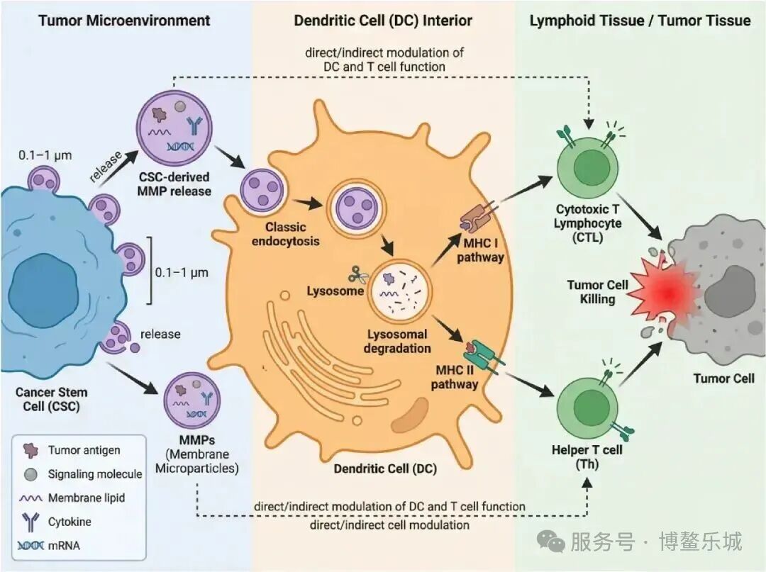 CSC microparticles priming DC and T cells